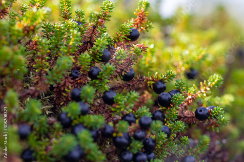 Ripe ripe berries of crowberry close-up. Natural background of forest wild uncultivated black empetrum nigrum in Karelia photo