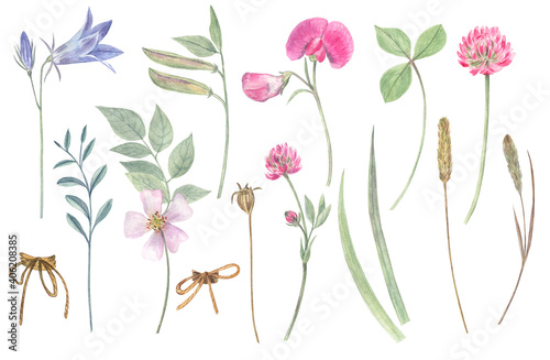 Watercolor illustration of wild flowers: clover, bluebell, sweet peas, rose and herbs. Tender set on white isolated background. 