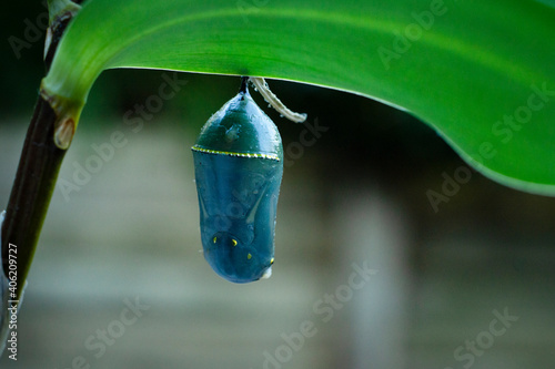 Obraz na płótnie Monarch butterfly (danaus plexippus) inside chrysalis cocoon, one day before emerging w salonie
