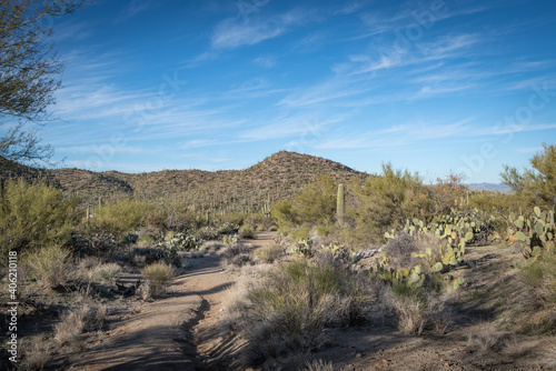 Saguaro Desert