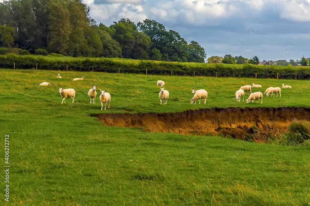Obraz premium Sheep grazing in a field adjacent to the Grand Union Canal near Wistow, UK in summertime