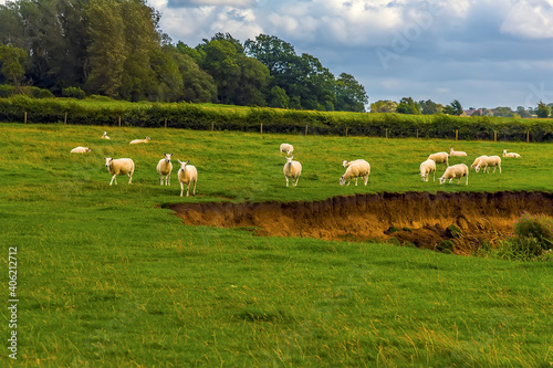 Sheep grazing in a field adjacent to the Grand Union Canal near Wistow, UK in summertime