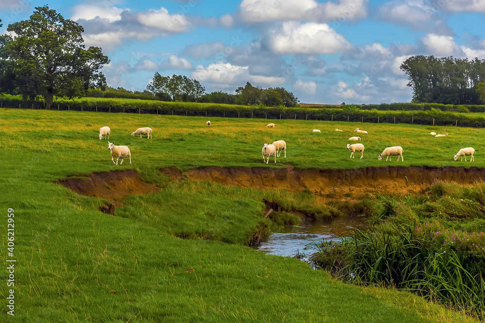 Obraz premium Sheep grazing above a river meander adjacent to the Grand Union Canal near Wistow, UK in summertime