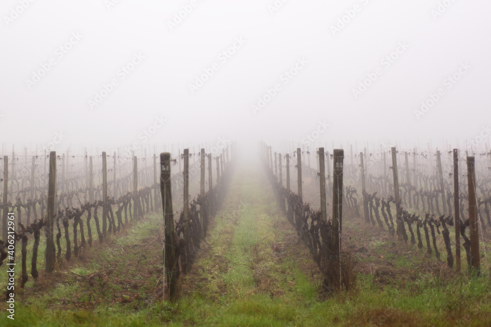 vineyard in winter shrouded in fog. loneliness, melancholy