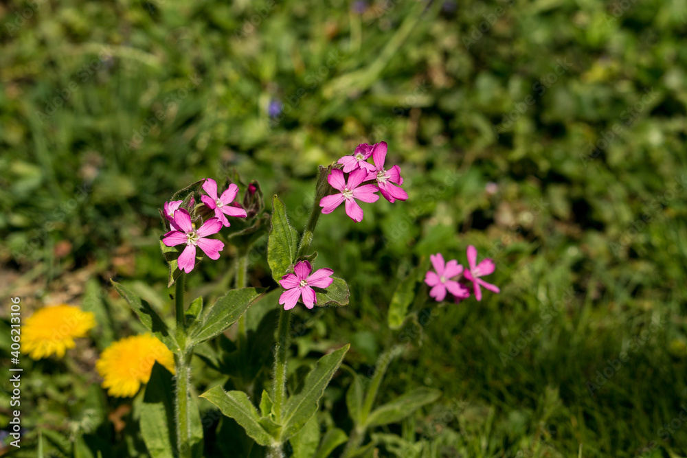 Wildblumen blühen mit rosaroten Blüten am steinigen Wegrand Wildblumen blühen mit rosaroten Blüten am steinigen Wegrand