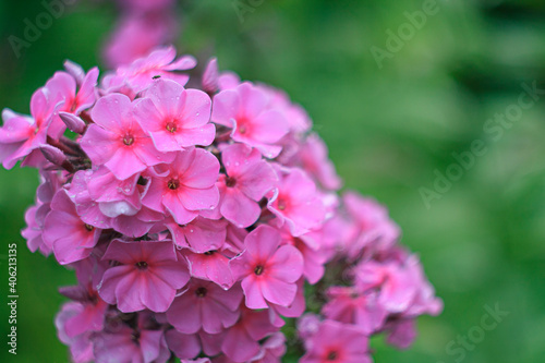 pink flowers