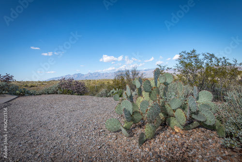 Saguaro Desert