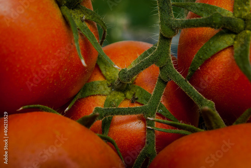 Red tomatoes 