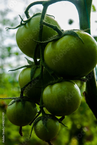 some green tomatoes in the field