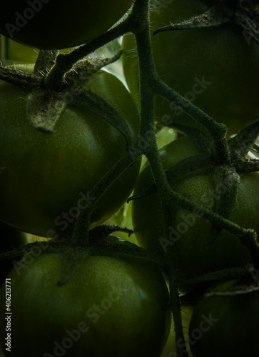 some green tomatoes in the field