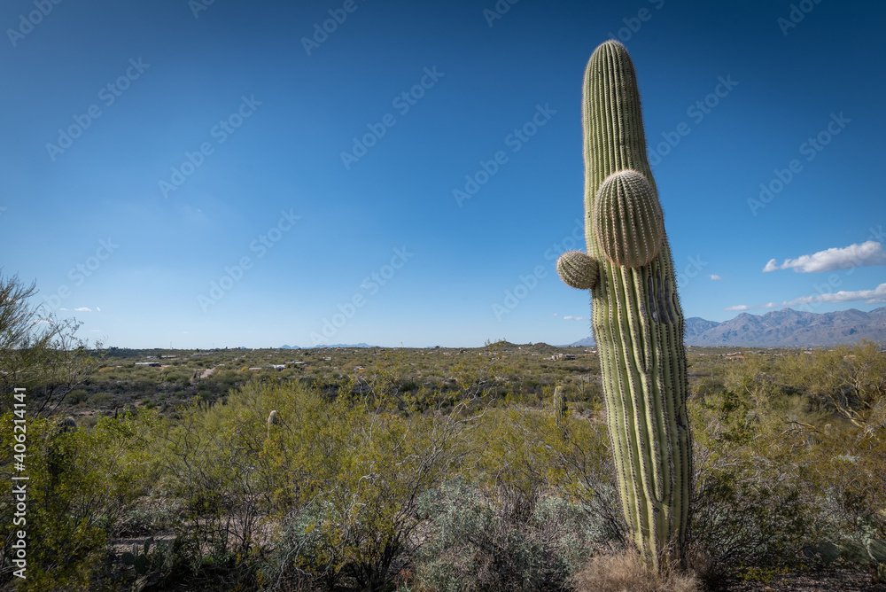 Saguaro Desert Saguaro Desert