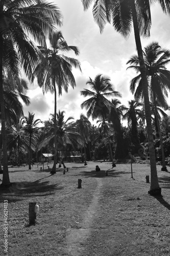 palm trees on the beach. © Juan