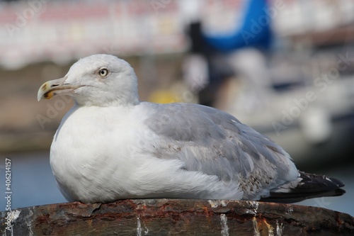 Möwe