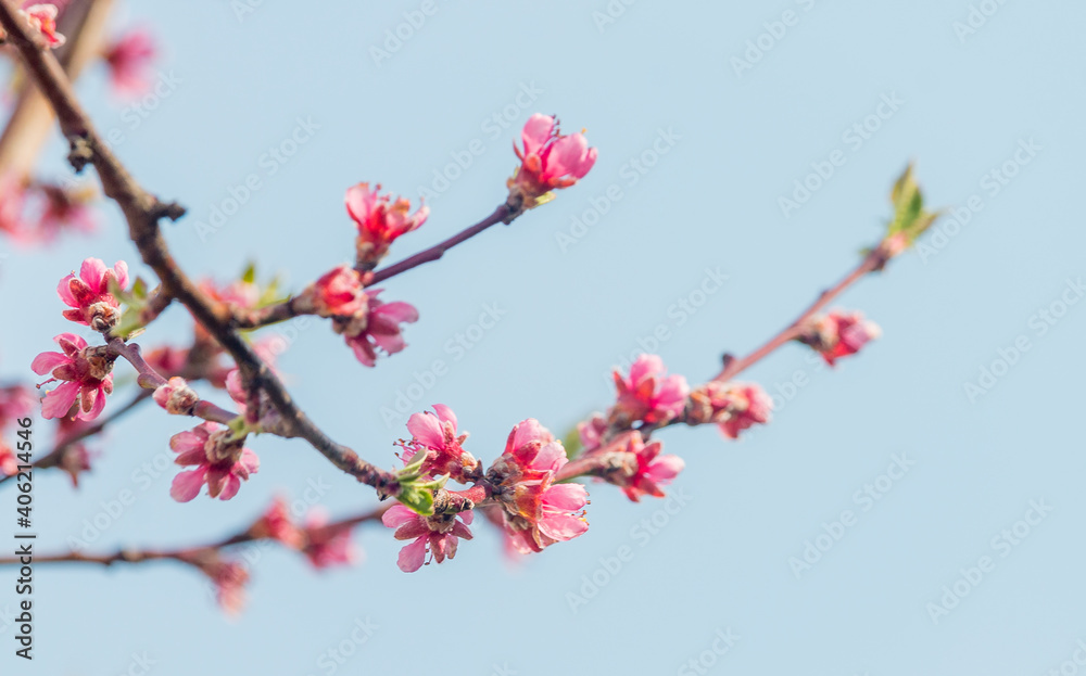 colorful violett apple tree blossoms colorful violett apple tree blossoms