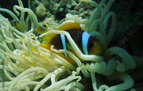 Cute clown fish in anemone
