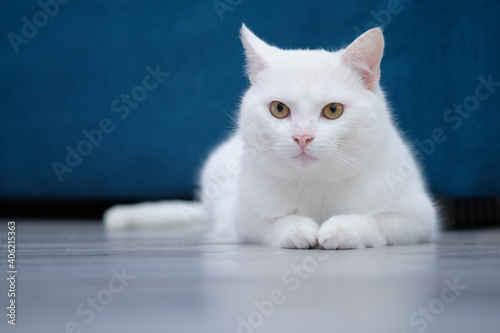 Perfect white cat lying on the floor on the background of a blue sofa White mixed cat