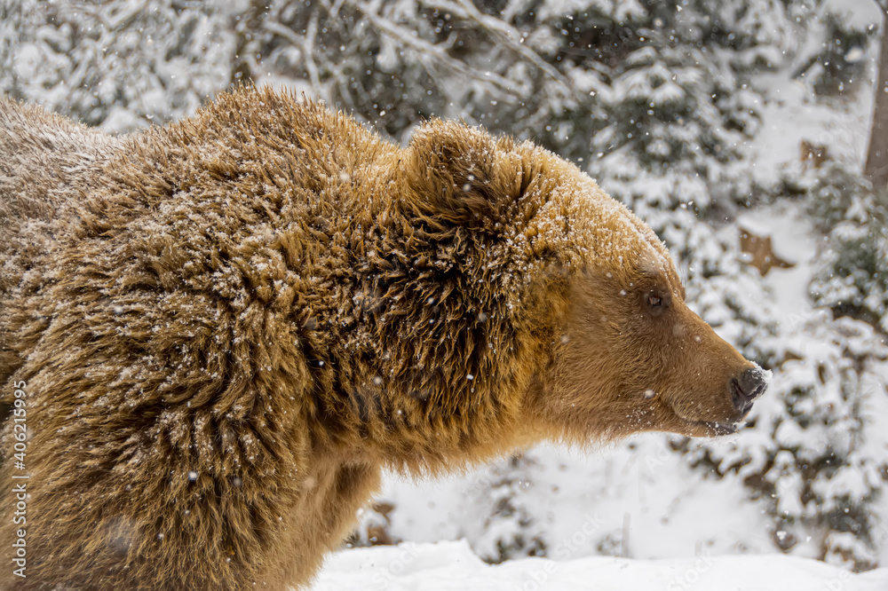 Obraz premium Brown bear in the winter forest