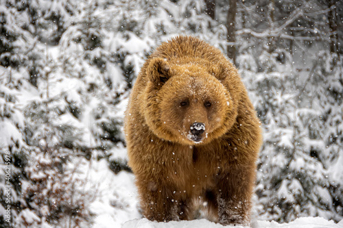 Brown bear in the winter forest