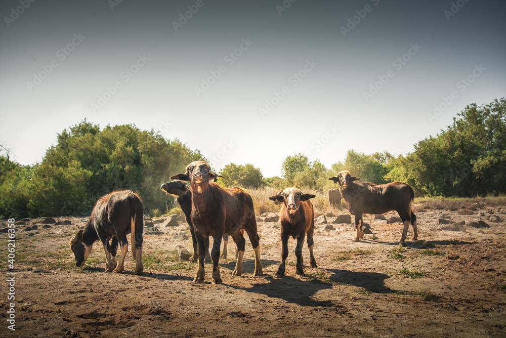 Water Buffaloes herd in The desert