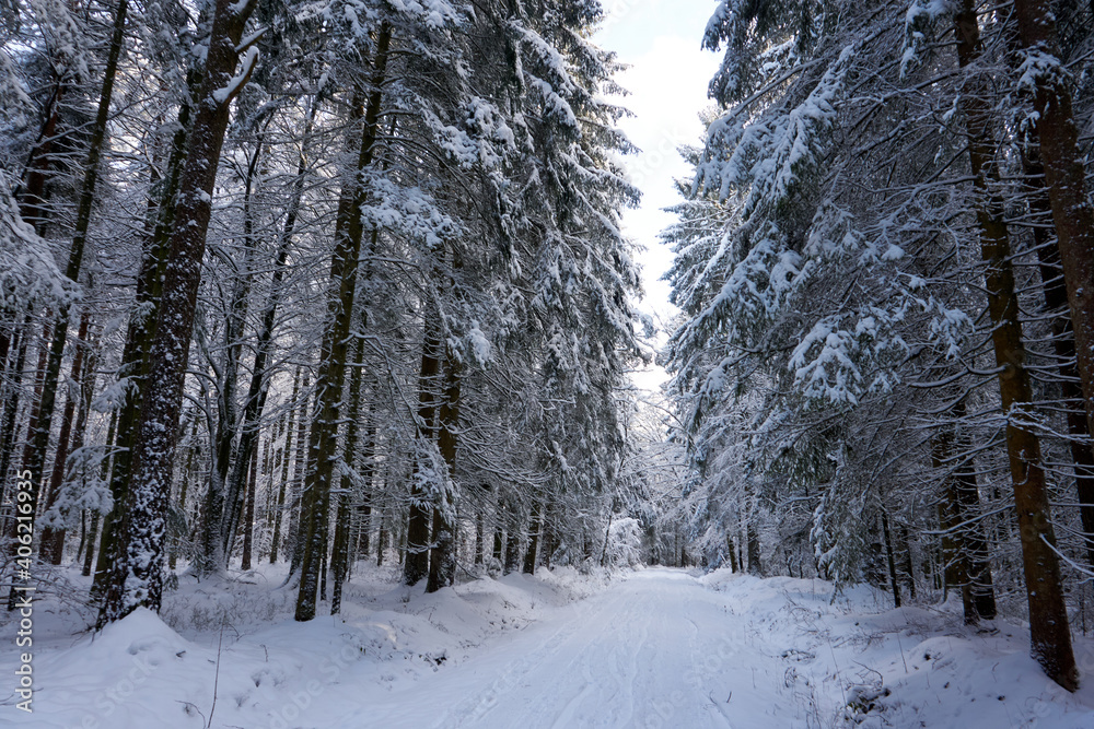 sunny winter wonderland in the forest