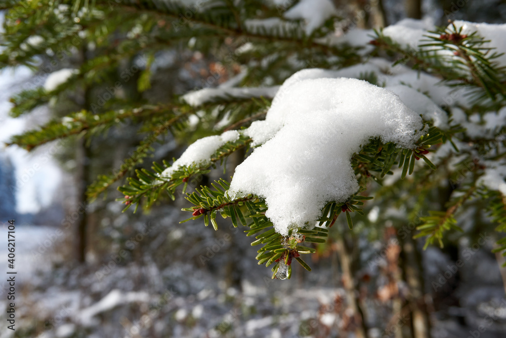 fir branches covered with snow close up fir branches covered with snow close up