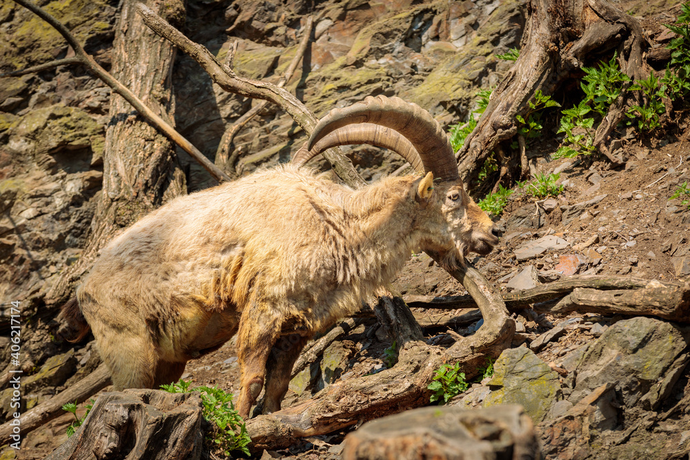 An adult male goat with a beard and huge horns climbs on a rock through thick tree branches An adult male goat with a beard and huge horns climbs on a rock through thick tree branches