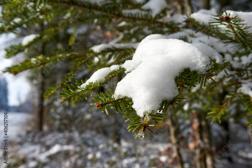 fir branches covered with snow close up © creativcontent