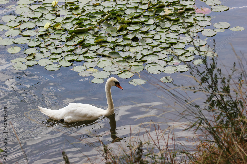 Fototapeta premium Schwan