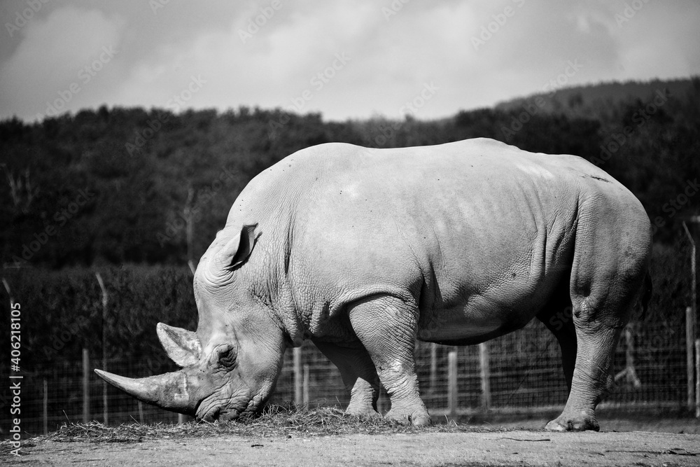 Fototapeta premium Costaud le rhino