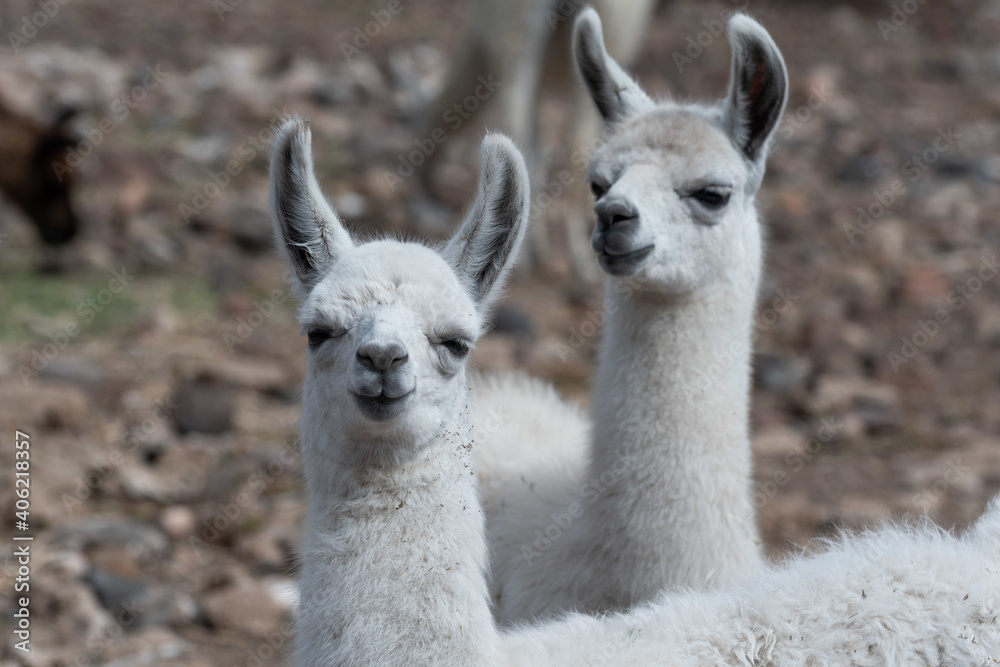 Fototapeta premium Closeup shot of a white llamas with blurred background