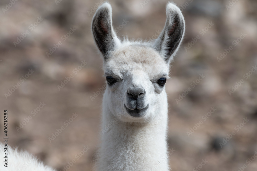 Fototapeta premium Closeup shot of a white llama with blurred background