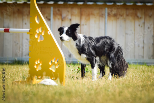 Black and white Border collie is running race on czech agility competition. agility competition in dog park Ratenice