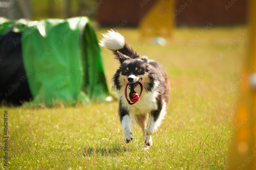 Black and white Border collie is running race on czech agility competition. agility competition in dog park Ratenice Black and white Border collie is running race on czech agility competition. agility competition in dog park Ratenice