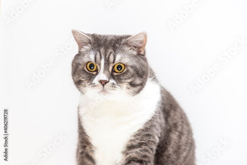 Close-up of a gray British shorthair cat on a white background. Beautiful fluffy. Domestic pets consept.
