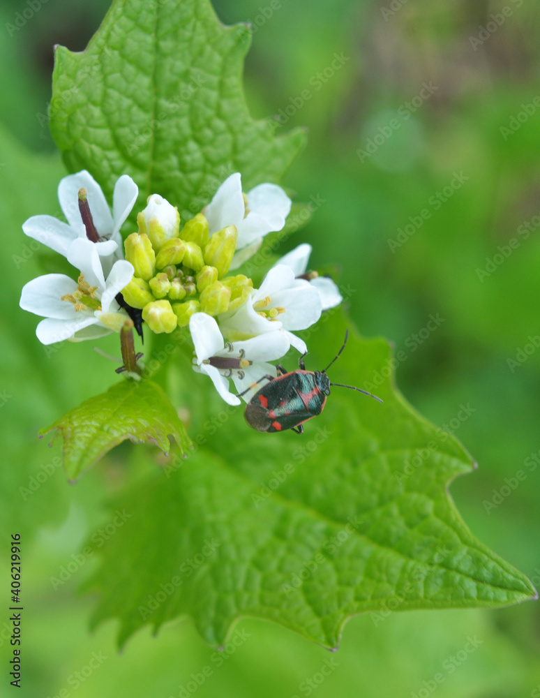 Garlic mustard (Alliaria petiolata) grows in the wild Garlic mustard (Alliaria petiolata) grows in the wild