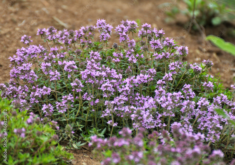 Thyme (Thymus serpyllum) blooms in nature