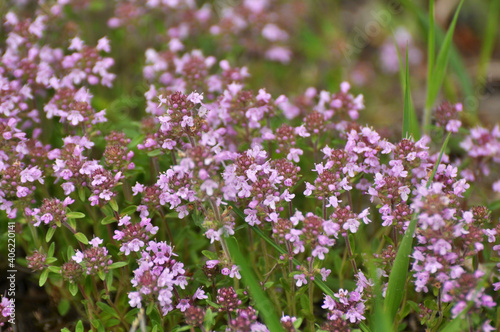 Thyme (Thymus serpyllum) blooms in nature