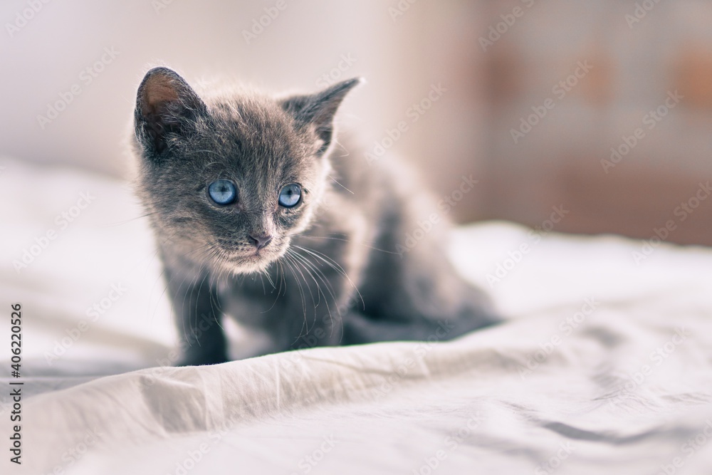 Adorable grey cat relaxing at the bed.