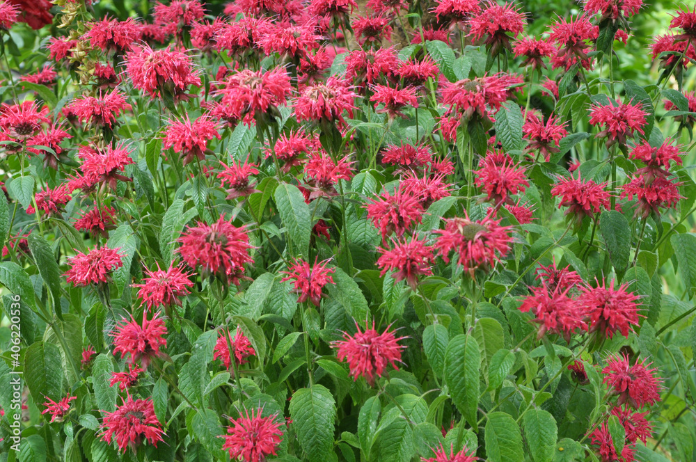 In the garden red flowers in bloom monarda In the garden red flowers in bloom monarda