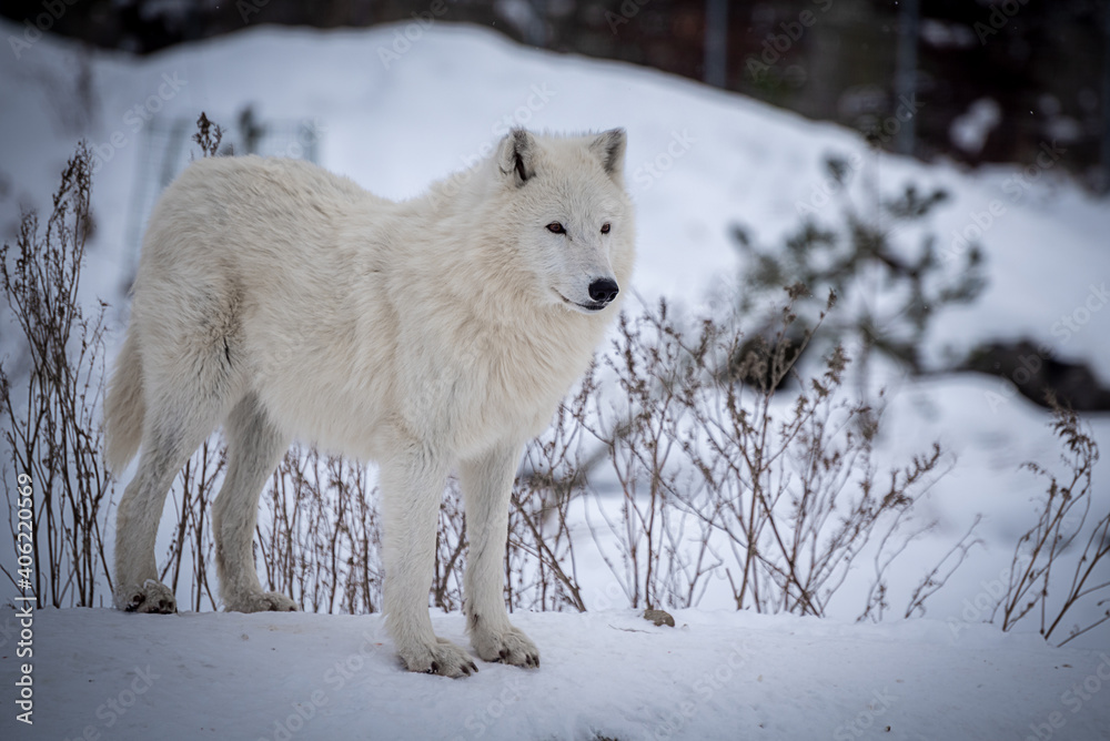 Obraz premium The Arctic wolf (Canis lupus arctos), also known as the white wolf or polar wolf
