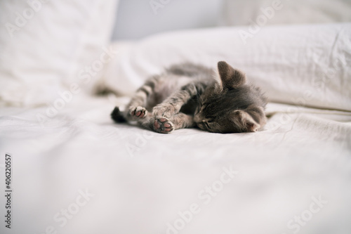 Beautiful and cute furry grey small kitty cat sleeping having a nap on the bed on a sunny day