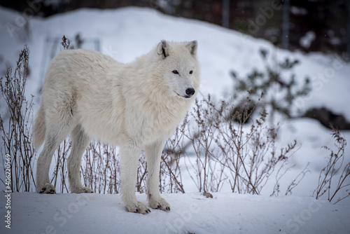 The Arctic wolf  Canis lupus arctos   also known as the white wolf or polar wolf