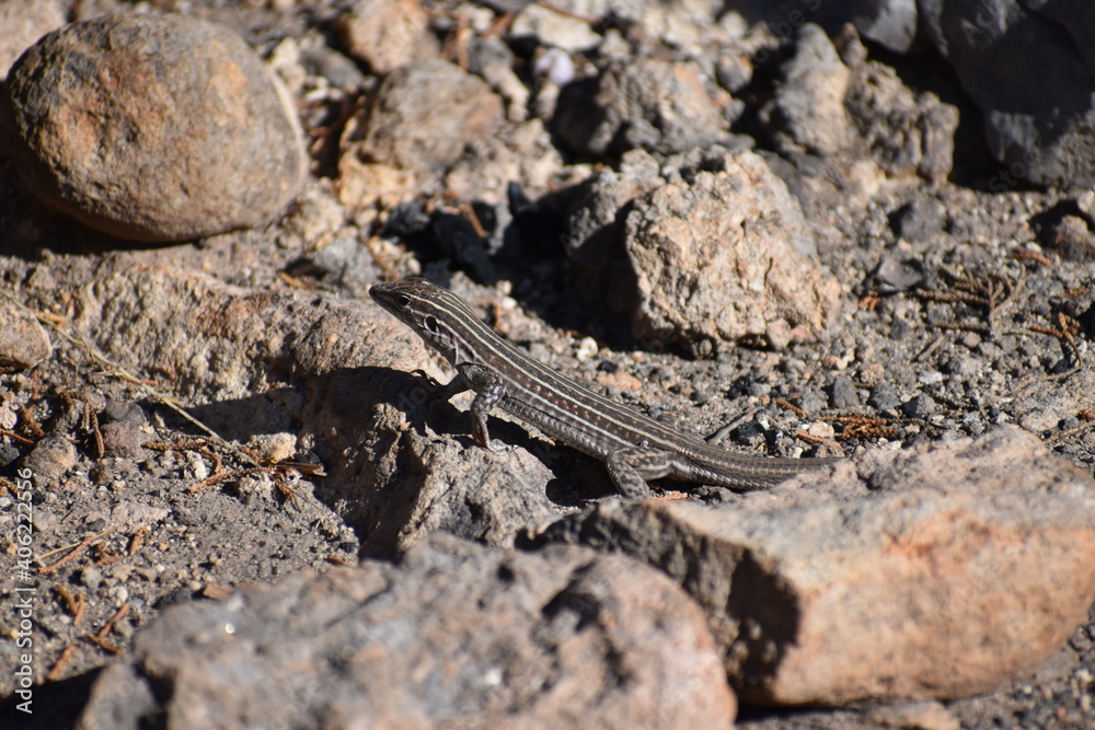 Lizard Capitan Mountains New Mexico 2020 Lizard Capitan Mountains New Mexico 2020