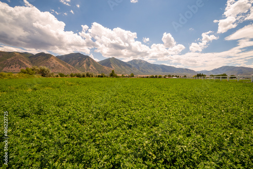 Bild auf Leinwand Scenic landscape of green alfalfa fields with a mountain range in the background