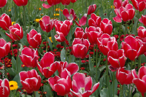 A group of red and pink tulips in the garden