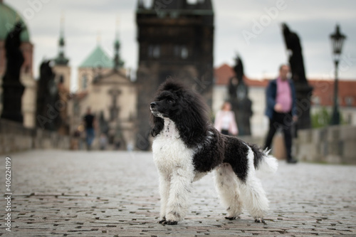 Puppy of poodle is standing on Carls bridge. He was in center of Prague. She is so patient model.