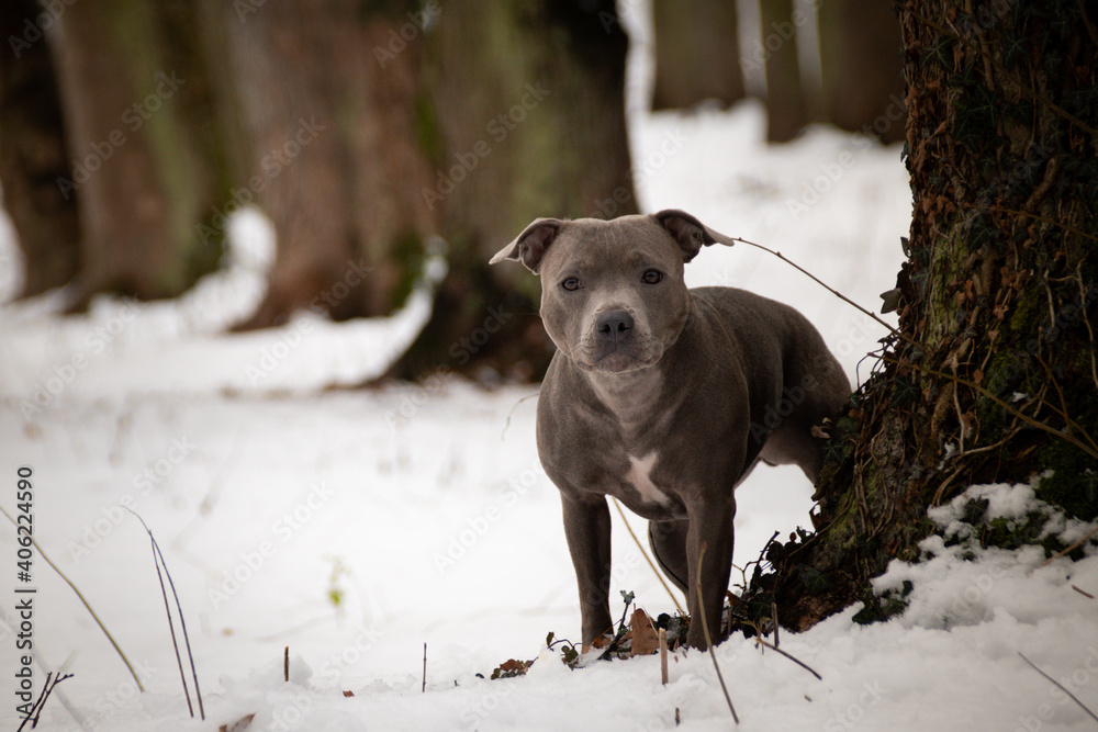staffordshire bull terrier is standing under the pine in snow. he is so happy outside. Dogs in snow is nice view staffordshire bull terrier is standing under the pine in snow. he is so happy outside. Dogs in snow is nice view