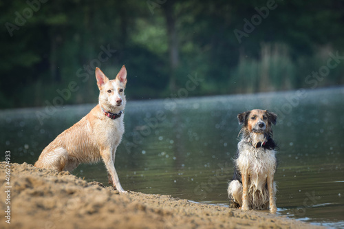 Two wet dogs are sitting on the sand. She is really good swimmer.