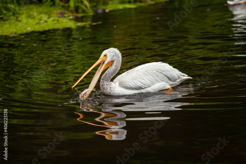 A pelican tries to catch fish in a pond.