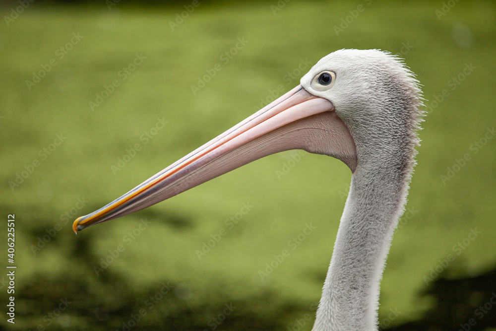 Close-up portrait of an old pelican with a blurred background. Close-up portrait of an old pelican with a blurred background.